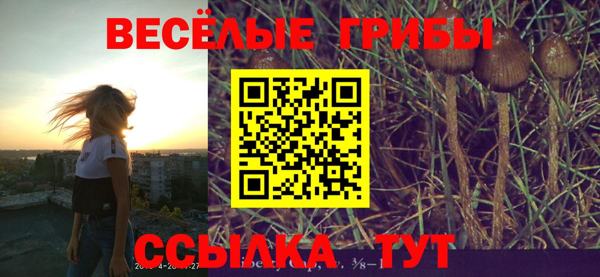 Псилоцибиновые грибы Psilocybine cubensis Иваново